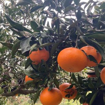紫　紅ぷり3kg+小玉せとか4kgぐるりん 柑橘の大トロ 「せとか」4kg ｜ 果物/オレンジ・その他みかん 産直
