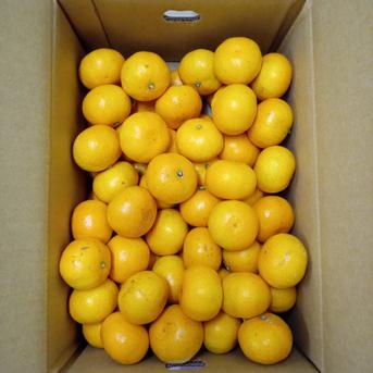 石地温州！小玉ちゃん！5キロ箱 4.5キロ 果物/温州みかん通販