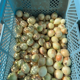 佐賀県産早生たまねぎ。 10キロ箱詰め 野菜/玉ねぎ通販