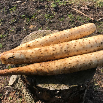 MOA自然農法 訳あり品 長芋10kg ｜ 野菜/長いも・山いも 産直アウル