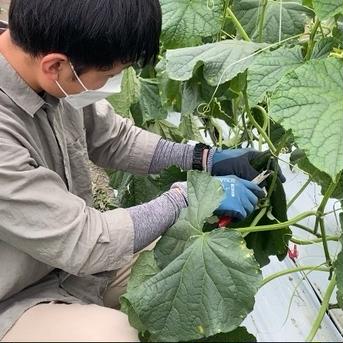 ファーム中島の【訳あり】おのんきゅうり 1kg以内（約10本） 野菜/きゅうり通販