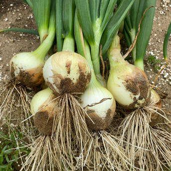 無農薬　新玉ねぎ　3kg 新玉ねぎ　3kg 野菜/玉ねぎ通販