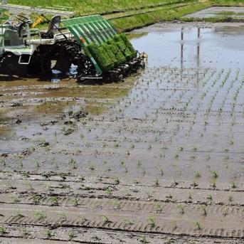 【アウルの日限定】🔥400g増量🔥令和5年秋ギフト送料500円シェア🌾お米ソムリエ監修🌾令和5年新潟県五泉市四ヶ村産食べ比べセット2kg×2  コシヒカリ、新之助(400g増量) 4,4kg 精白米 精白米4,4㎏ 米・穀物/米/精米通販