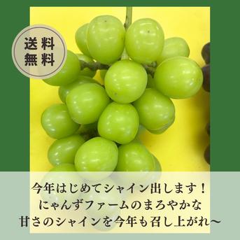 ツートン食べ比べ【シャインマスカット・グロースクローネ】粒食べ比べ