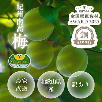 【特別栽培】紀州南高梅　青梅（訳あり） 5kg 果物/青梅通販