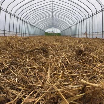 【北海道発西日本向け・送料込】平飼い鶏の有精卵＆季節の有機野菜セット【送り先が中部・北陸地方以西の方】 平飼い鶏のたまご10個＋季節の有機野菜7〜12種類 野菜/野菜セット・詰め合わせ通販