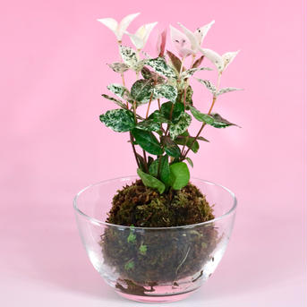 苔玉　初雪カズラ 高さ15〜20㌢　重さ約300㌘ 花・植物/花・植物通販