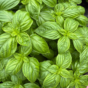 フレッシュバジル 2kg ｜ 野菜/ハーブ 産直アウル 農家・漁師など生産