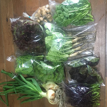 農薬化学肥料不使用・自然栽培/固定種の淡路島お野菜セット お野菜セットでその日により内容が変わります。 野菜/野菜セット・詰め合わせ通販
