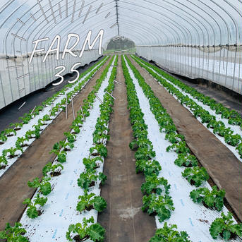 野菜の王様サラダケール♪ 1箱300g入(100g×3袋) 野菜/葉物通販