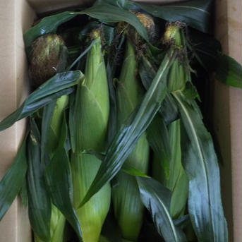 お得(^^)大箱をみんなでシェア生食OK白いとうもろこし《ピュアホワイト》 ピュアホワイト10kg 野菜/とうもろこし通販