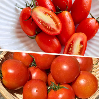 とまほっぺ】アイコ＆フルティカ食べ比べセット ｜ 野菜/トマト 産直