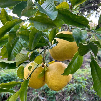 パール柑】20箱限定※完全無農薬栽培《大玉・中玉混合15〜18玉、9kg前後