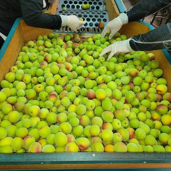 特別栽培】和歌山県産 南高梅 2Lサイズ5kg ｜ 果物/青梅 産直アウル 