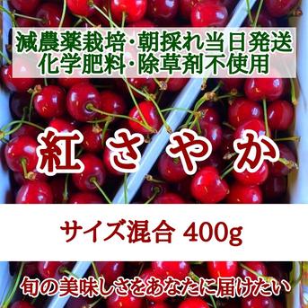 朝採り当日新鮮発送・減農薬栽培さくらんぼ【紅さやか】 ｜ 果物