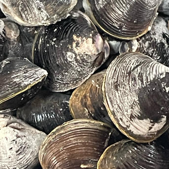 お得な冷凍しじみセット】冷凍しじみ大、少 ｜ 魚介類/しじみ 産直