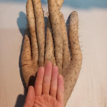 長芋　20kg 長芋20kg | 野菜/長いも・山いも 産直アウル 農家から直接野菜などの