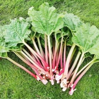 信州産 フレッシュ ルバーブミックスカラー 5キロ (箱込み) ｜ 野菜