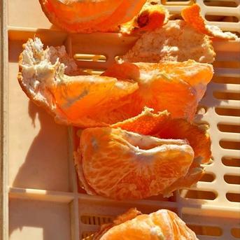 訳アリ】甘平🍊正直見た目は良くないです 4.5Kg 贅沢な加工用 シッカリ