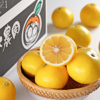 ニューサマーオレンジ『家庭用5キロ』三瓶町の特産品 ｜ 果物/オレンジ