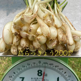 👨‍🌾沖縄🏝伊江島産島らっきょう2色と島にんにく🧄の3点セット　合計500㌘ 3点合計　450㌘ 野菜/その他野菜通販