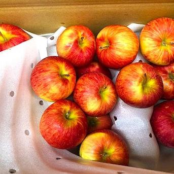 りんご サンつがる・未希ライフ】詰め合わせ 約4.3kg | 果物/りんご