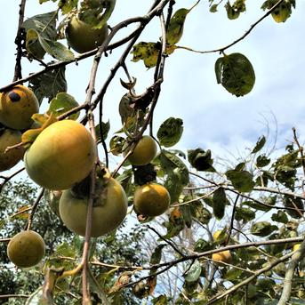 無農薬 富有柿 苗木 果樹 無農薬 富有柿 苗木 果樹 おすすめ商品】自然栽培の富有柿 優しい自然