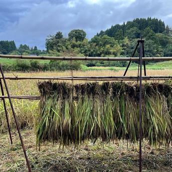 自然栽培 湧水で育てた手植え はせがけ天日干し　明治時代のお米　玄米　9kg 2025年度産】自然栽培&天日干し『古代米ミックス』［紫黒米＋緑米