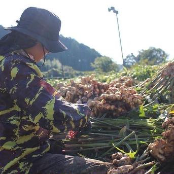 ご予約限定価格】ハナコの新生姜 2025 / 10kg ｜ 野菜/薬味 産直アウル