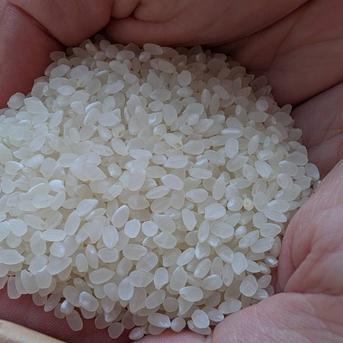 あゆちゃんちのお米 武川米こしひかり 5kg ｜ 米・穀物/米/精米 産直