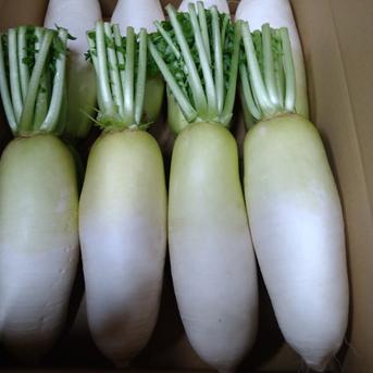 味いちばん大根 1箱9キロ 野菜/大根通販