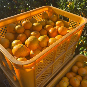 翔ぶ美味さ！甘熟品 有田みかん 有田市 産地直送 10KG ｜ 果物/温州 