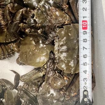 🧊急速冷凍モクズガニ🦀大サイズ８kg(目安36-60杯)  2kg入り×4箱でお届けツガニ つがに 宮城県松島産  他に小中サイズも出品中 もくずがに 蟹汁🦀🔥カニ 중화융오게 中华绒螯蟹 モクズガニ大8kg 魚介類/カニ通販