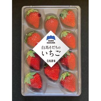 雪国で育てた本物の甘さ【厳選いちご】紅ほっぺ　2パック 2パック(約500g) 果物/いちご通販