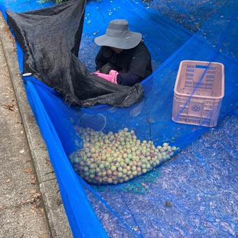 10kg 紀州南高梅 農家直送 梅 無添加 和歌山 紀州 白梅 白干し | 加工