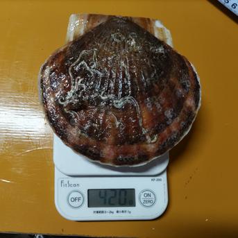 関東地方の方限定商品です。野付産 超特大活ホタテ 4キロ 魚介類/ホタテ通販