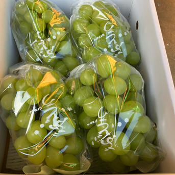 シヤインマスカット完熟多め入り三キロ粒パック入り シヤインマスカット完熟多め入り三キロ粒パック入り