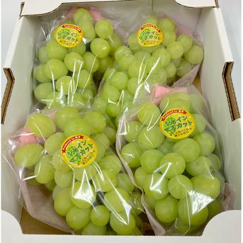 熊本県産 完熟 シャインマスカット 優品 高級 約2キロ【003】 種