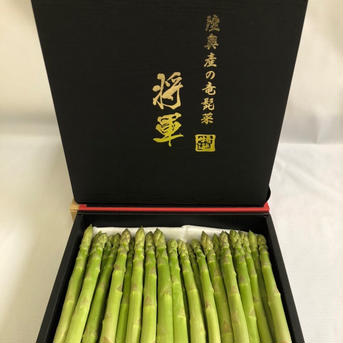 【アウルの日】2年連続金賞受賞　【特選1，5kg】陸奥産の竜髭菜（アスパラガス）"将軍" 特選1，5kg 野菜/アスパラガス通販