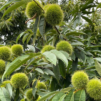 数量限定甘ーい３L以上の栗🌰代表的な晩成種　丹波栗販売中 500gx2ネット入り 果物/栗通販