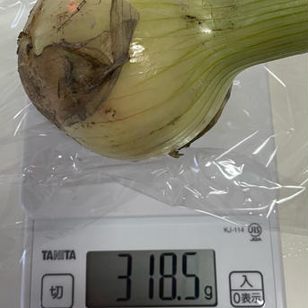 甘い！　サラダタマネギ　希少品種　農薬不使用・化学肥料不使用　箱込み2kg 箱込み2kg 野菜/玉ねぎ通販