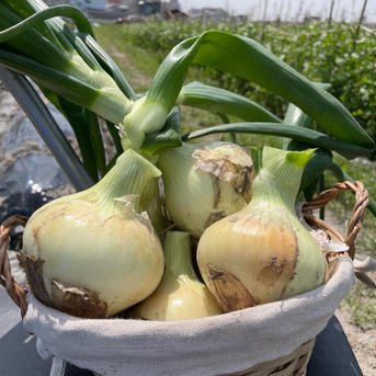 甘い！　サラダタマネギ　希少品種　農薬不使用・化学肥料不使用　箱込み2kg 箱込み2kg 野菜/玉ねぎ通販
