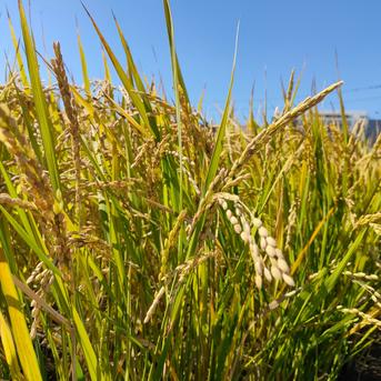 令和8年産】森のくまさん（白米10kg）節減対象農薬：当地比8割減 ｜ 米