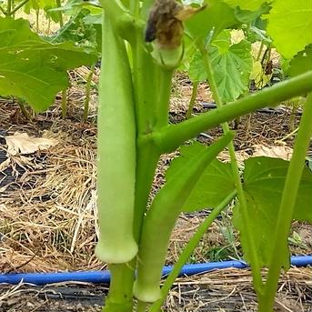 オクラ食べ比べセット1kg 白オクラ楊貴妃、緑オクラ青山五角太オクラ詰め合わせで1kg 野菜/オクラ通販