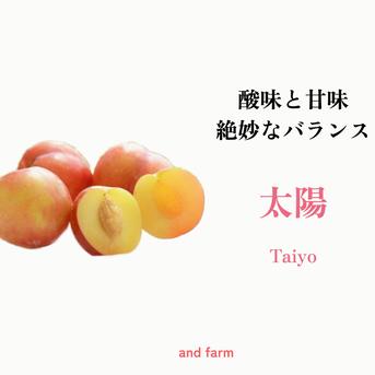 【すもも・太陽】貴陽の生みの親！酸味と甘味の絶妙なバランス 約10玉 すもも太陽1.5kg 果物/すもも・プラム通販