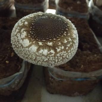 【常温発送】傘直径7㌢以上の生椎茸700g 傘直径7㌢以上の生椎茸700g 野菜/きのこ通販