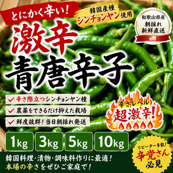 韓国種使用】シンチョンヤン 青唐辛子 1kg 激辛 柚子胡椒に ｜ 野菜