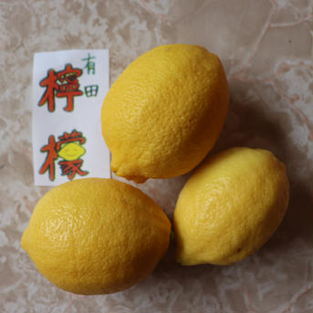 個性派ぞろいのうちの『レモン🍋』 約1.8㌔ 果物/香酸柑橘(ライム・レモン等)通販