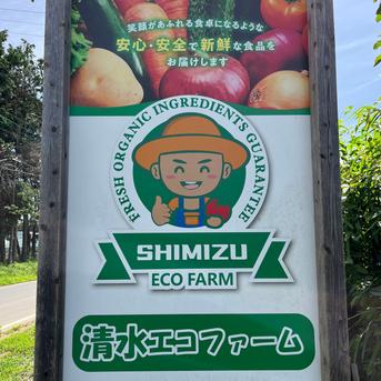 数量限定】朝摘み完熟大粒ブルーベリー 500g 朝摘み当日発送 ｜ 果物