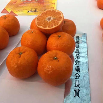 愛媛県明浜産　天晴ポンカン5.0kg 5.0kg 果物/オレンジ・その他みかん通販